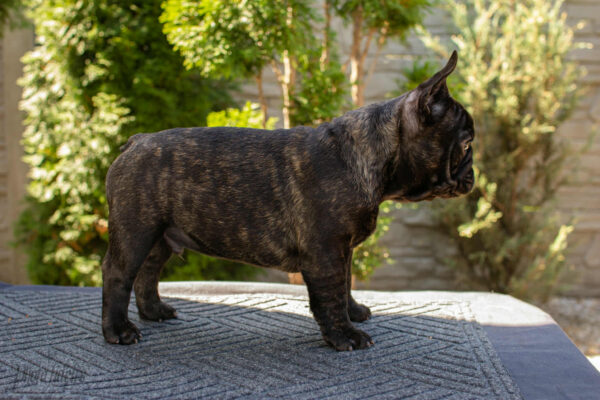 Oscar French Bulldog