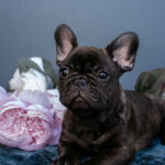 Oscar-male-french-bulldog-puppy-for-sale-1 (4)