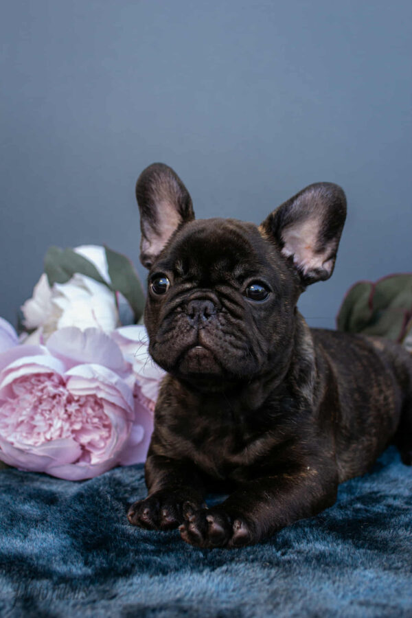 Oscar French Bulldog