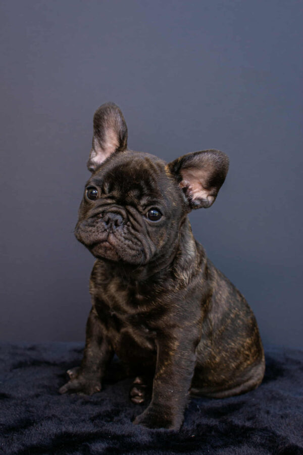 Oscar French Bulldog