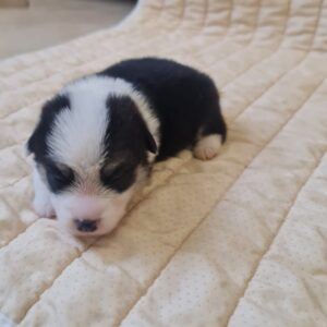 Osip Welsh Corgi