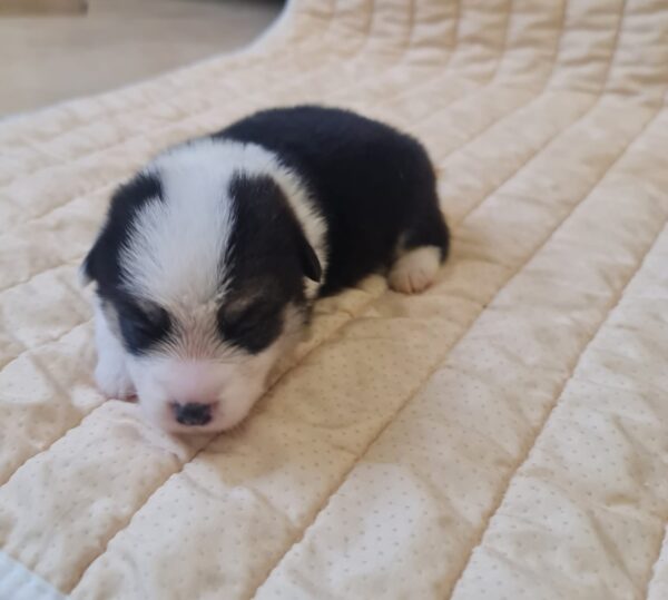 Osip Welsh Corgi