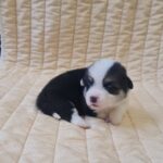 Odie Welsh Corgi