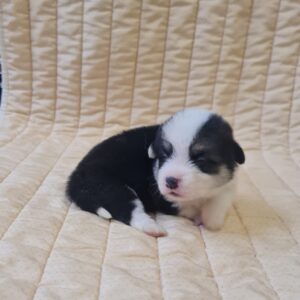 Osip Welsh Corgi