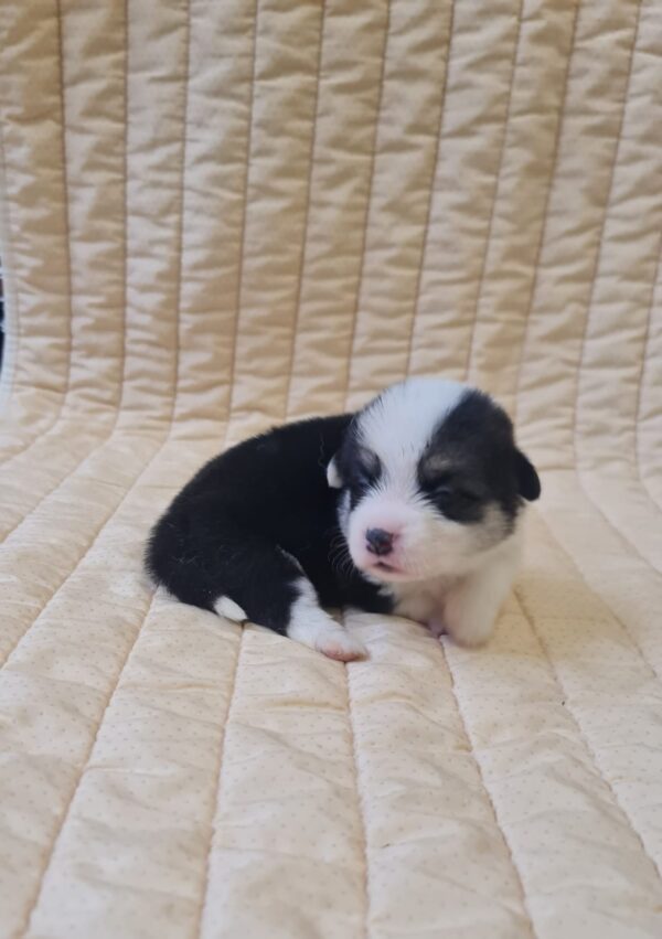Osip Welsh Corgi
