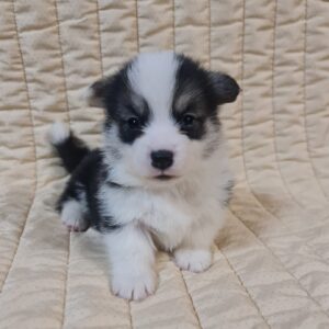 Osip Welsh Corgi