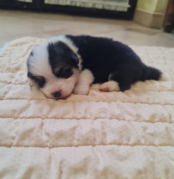 Osip Welsh Corgi