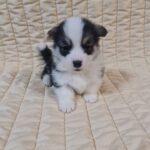 Osip-male-welsh-corgi-puppy-for-sale- (2)