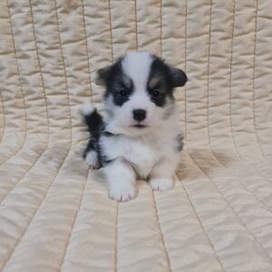 Osip Welsh Corgi
