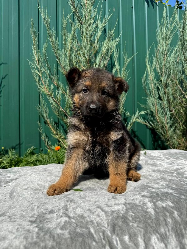 Oskar German Shepherd