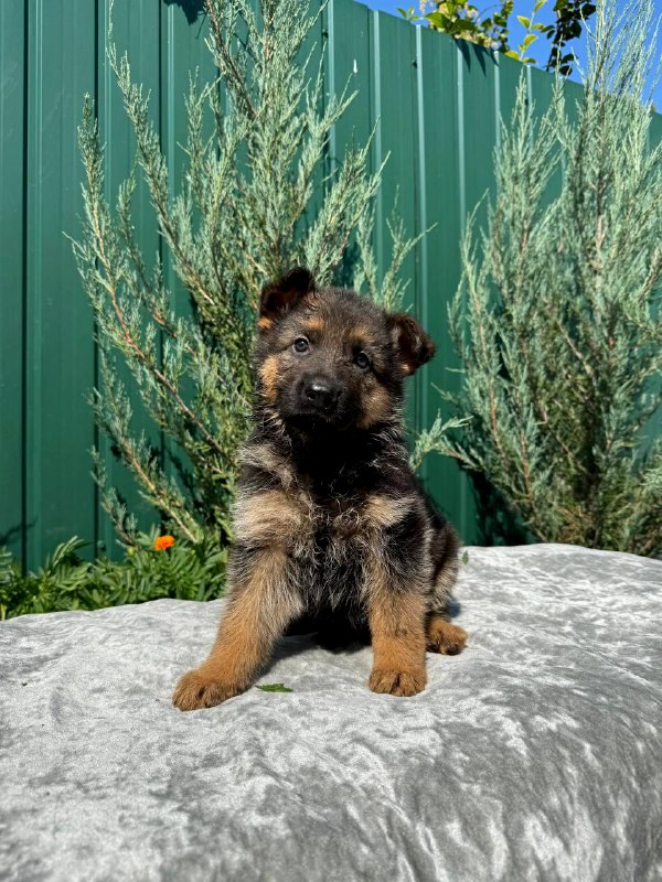 Oskar German Shepherd