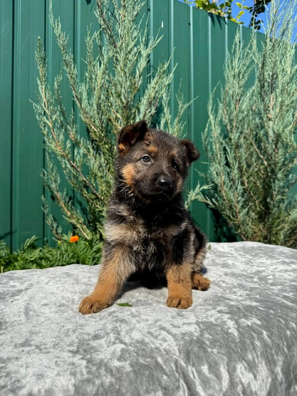 Oskar German Shepherd