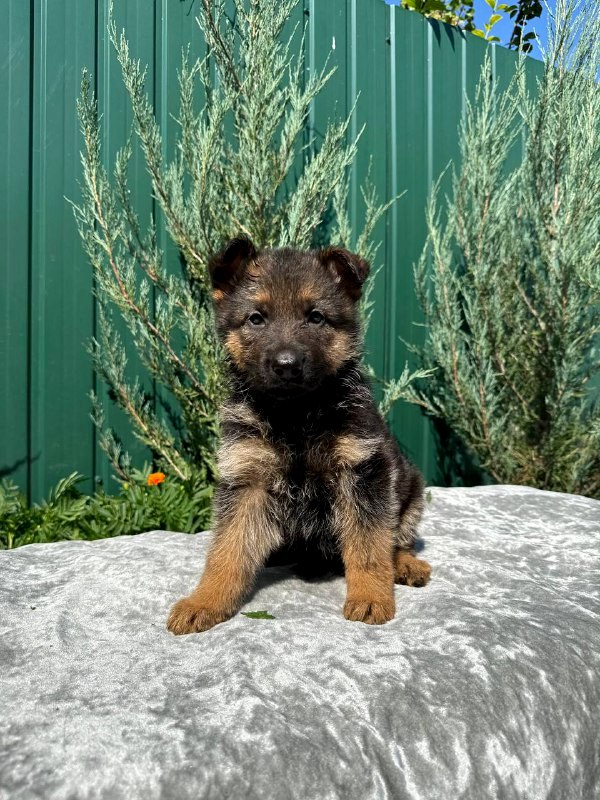 Oskar German Shepherd