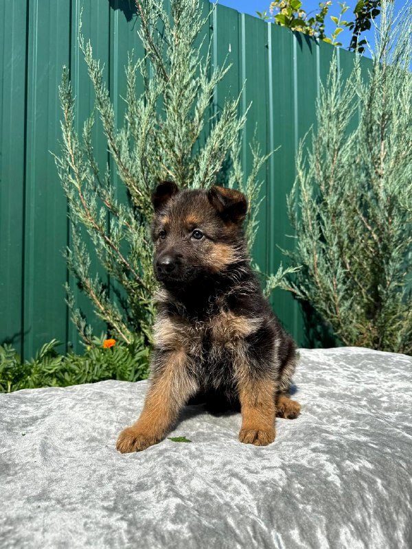 Oskar German Shepherd