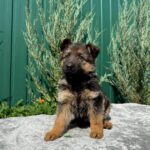 Odelia German Shepherd