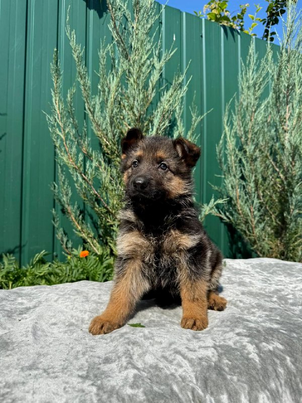 Oskar German Shepherd