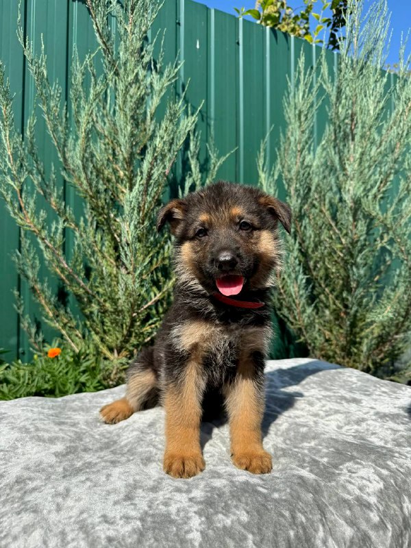 Ostin German Shepherd