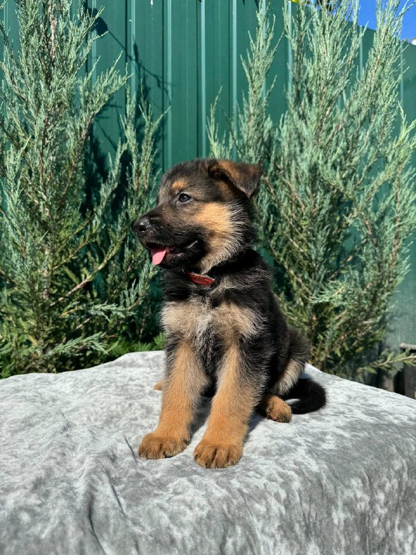 Ostin German Shepherd