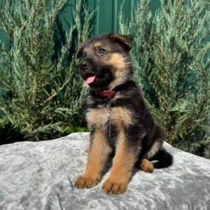 Ostin German Shepherd