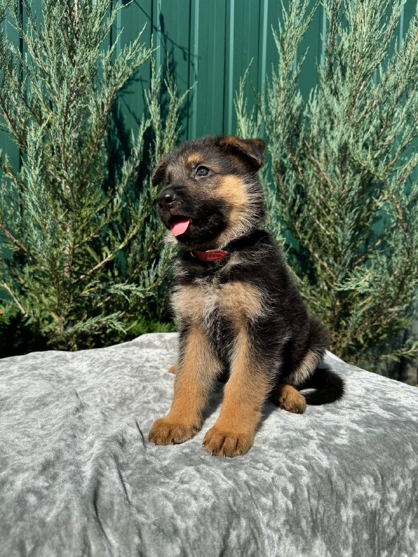 Ostin German Shepherd