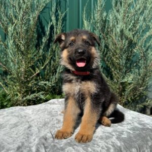 Ostin German Shepherd