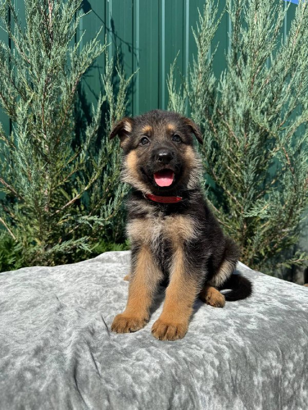 Ostin German Shepherd