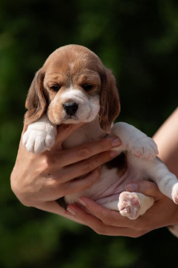 Papaya Beagle