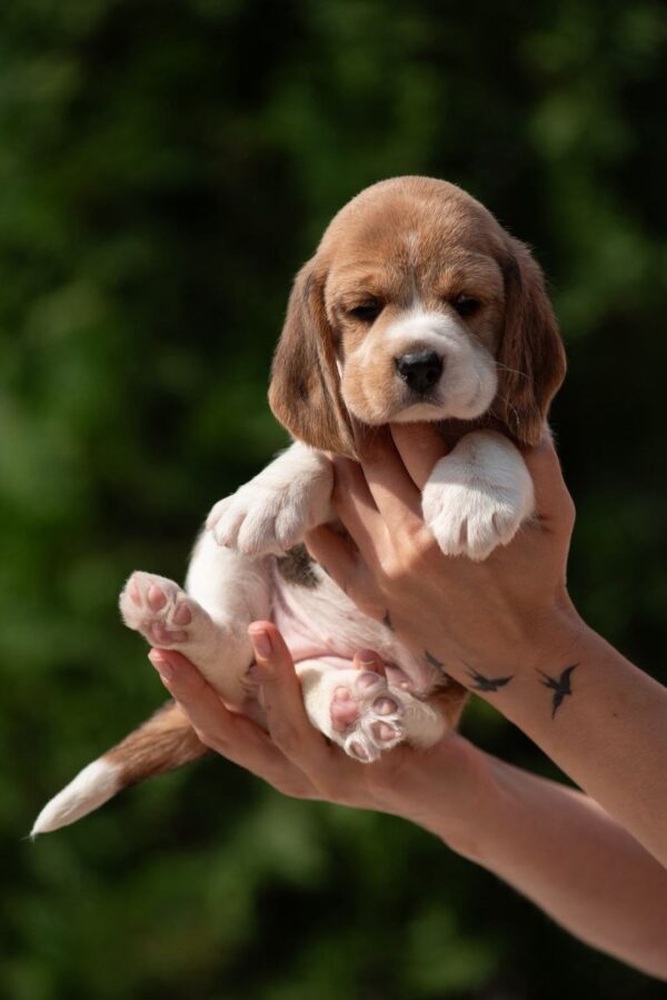 Papaya Beagle