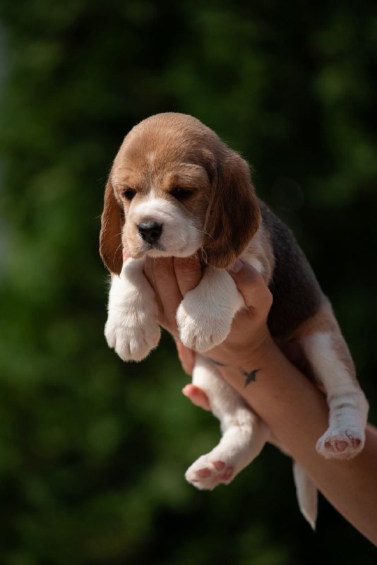 Papaya Beagle