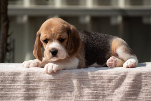 Papaya Beagle