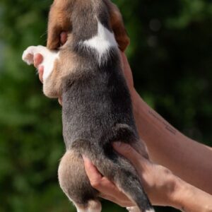 Papaya Beagle