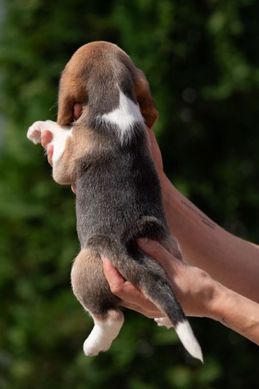 Papaya Beagle