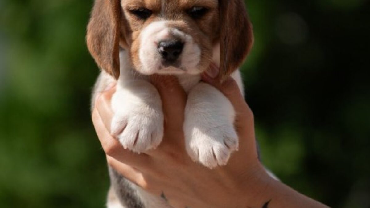 Dog Breed Beagle Puppy Near Me Beagle Dogs And Puppies For