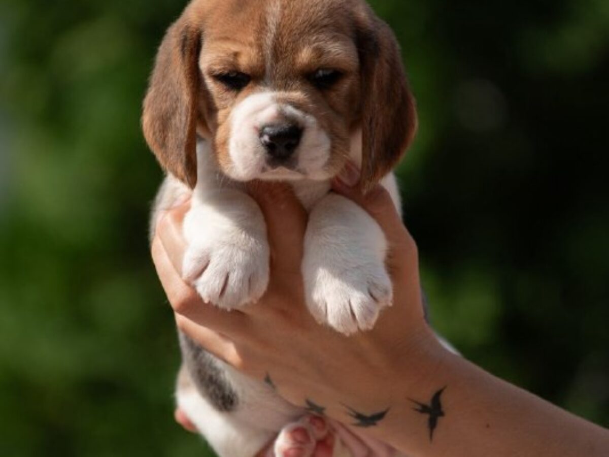 Puppy Training Bringing Home A New Beagle Puppy Puppy Training In