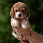 Papaya Beagle
