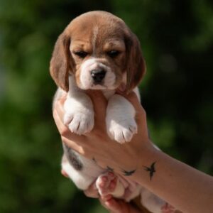 Persimmon Beagle