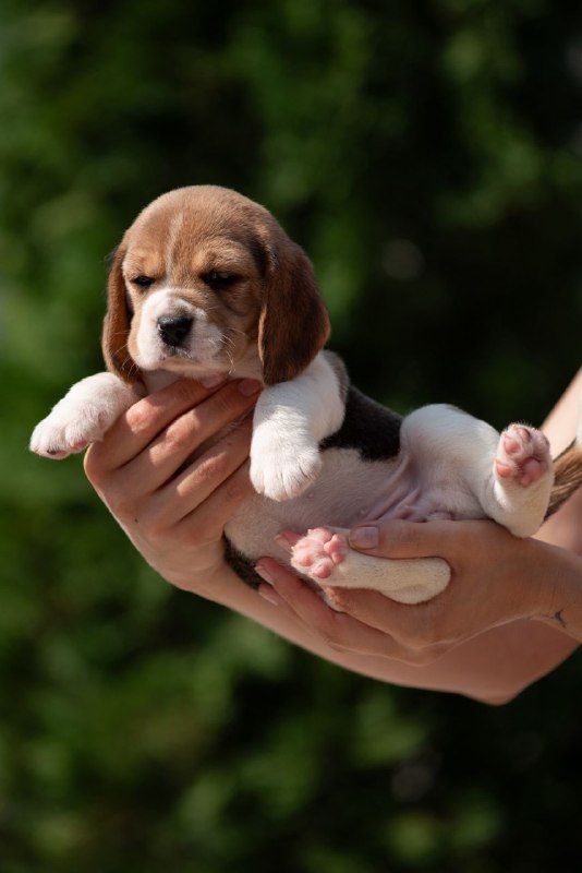 Persimmon Beagle
