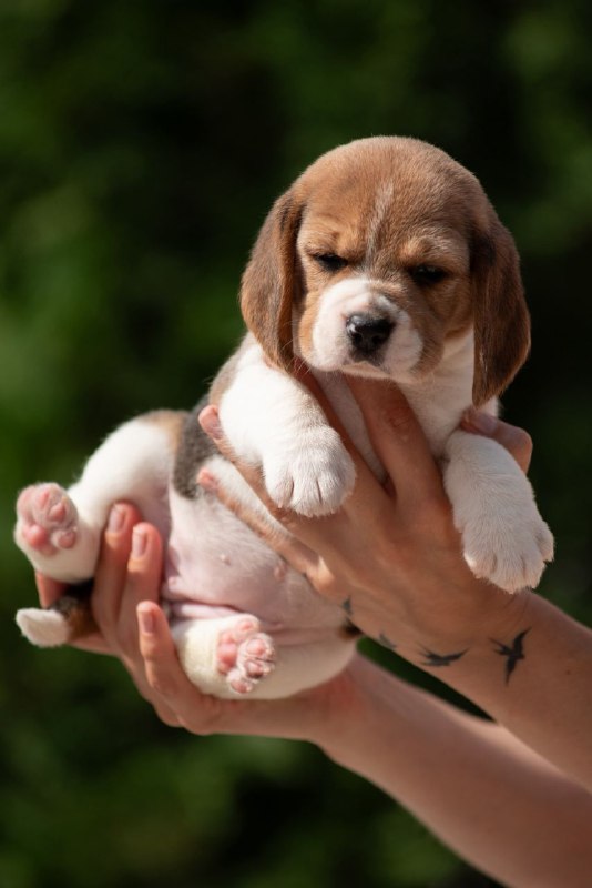 Persimmon Beagle