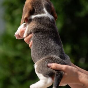 Persimmon Beagle