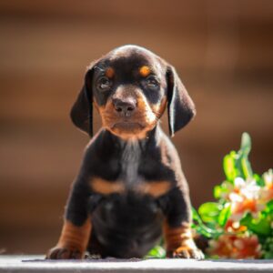 Pablo Miniature Dachshund