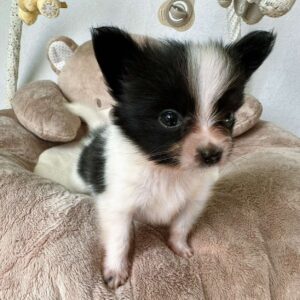 Paco Papillon