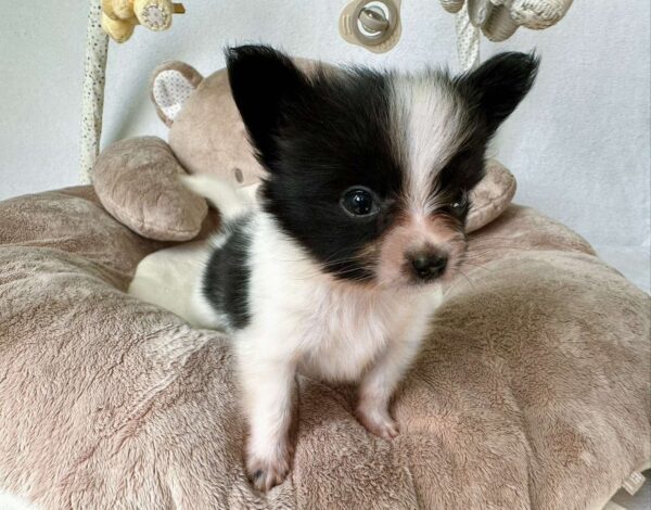 Paco Papillon
