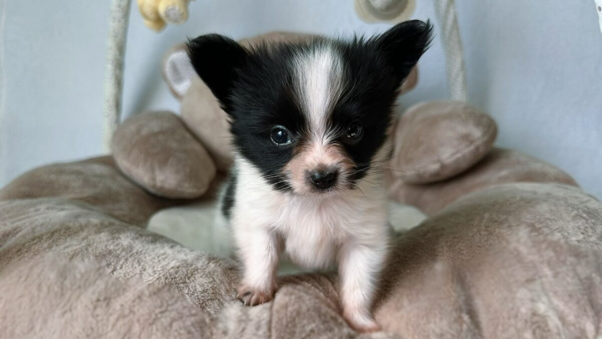 Dog Breed Pumi Dogs 101 Pumi Breed Pumi Dog Hypoallergenic Puli