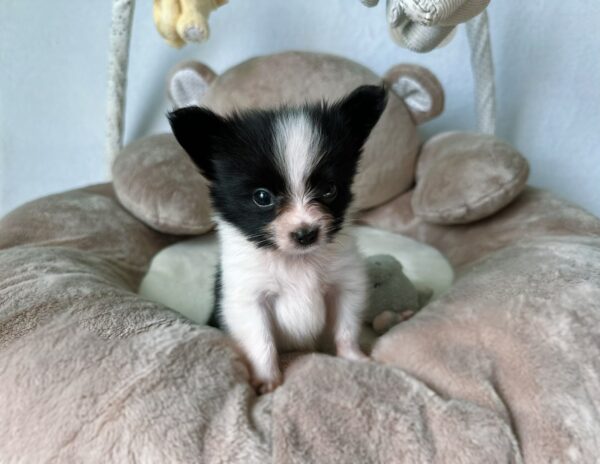 Paco Papillon