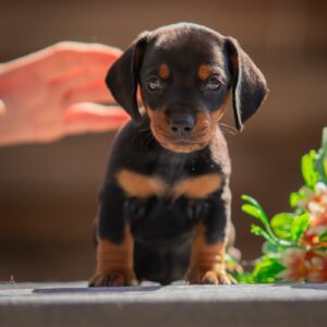 Persillo Miniature Dachshund