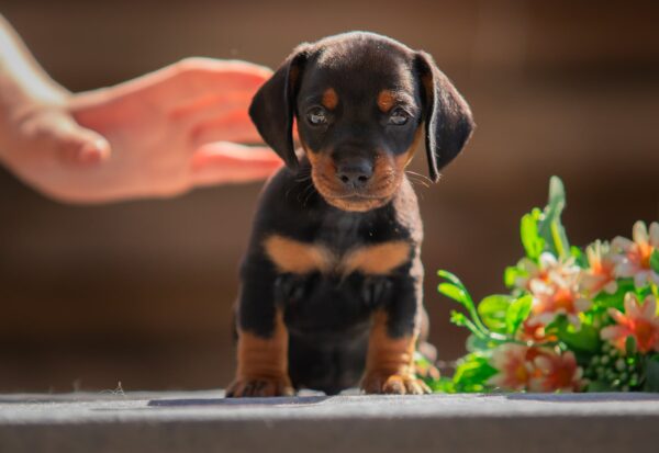Persillo Miniature Dachshund