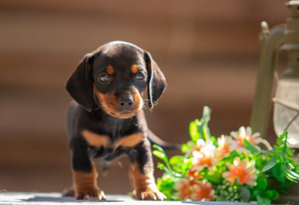 Persillo Miniature Dachshund