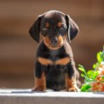 Maxi Miniature Dachshund