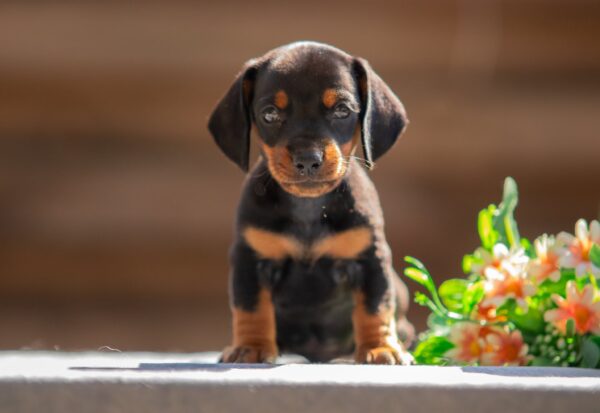 Persillo Miniature Dachshund
