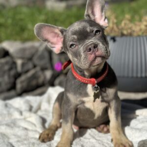 Phil French Bulldog